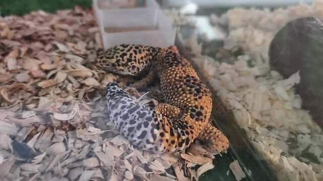 Leopard gecko with yellowish‑brown spotted body and thick tail resting on wood substrate inside a glass terrarium. The reptile&rsquo;s unique coloration and markings provide natural camouflage.