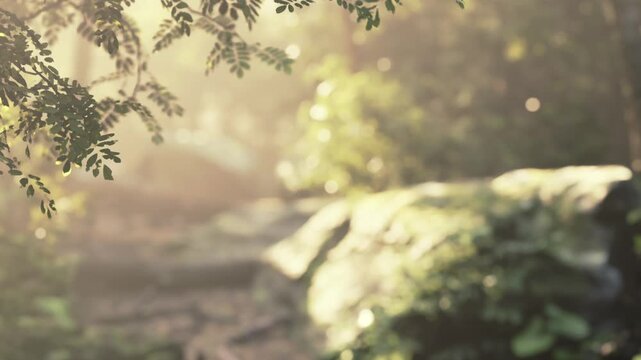 Bright light filters through trees in a forest during the early morning. Green leaves are visible, and the ground shows rocks and foliage. The scene suggests a natural environment.