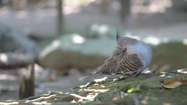 4K video of a gray pigeon resting in the shade of a tree