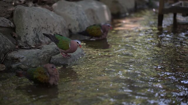 4K video of colorful doves, such as emerald doves, drinking water and bathing by a riverside