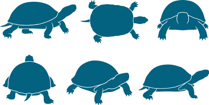 Freshwater pond turtles silhouette set illustrating walking and swimming reptiles on transparent background