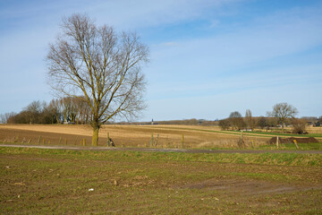 Fototapeta premium A serene rural landscape features a bare tree, vast fields under a blue sky, and a distant church steeple. Late winter or early spring scene.
