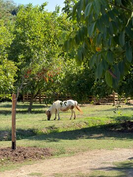 Miniature Ponies Grazing on Farm, Valjevo Countryside, Serbia
