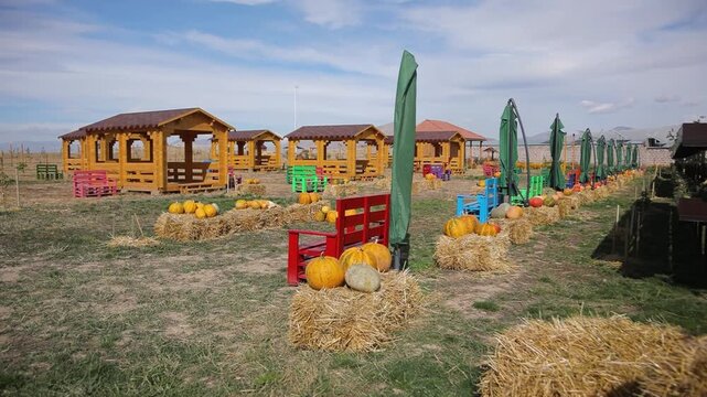 Pumpkins. Eco Vegan Food Factory. Pumpkins. Pumpkin Farm. Orange and Green Pumpkins. Vegetarian. Eco Food. Organic Food. Healthy Meal.