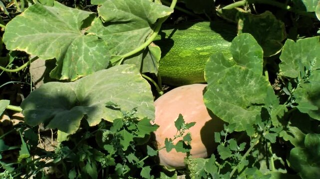 Pumpkins. Eco Vegan Food Factory. Pumpkins. Pumpkin Farm. Orange and Green Pumpkins. Vegetarian. Eco Food. Organic Food. Healthy Meal.