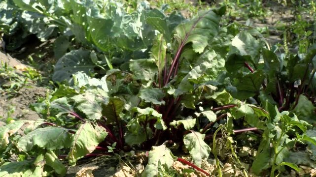 Eco Vegan Food Factory. Catnip. Catnip Farm. Orange and Green Mint. Vegetarian. Eco Food. Organic Food. Healthy Meal. Mint Herb