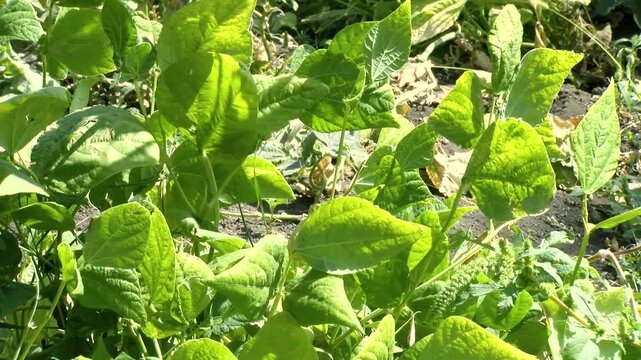 Eco Vegan Food Factory. Catnip. Catnip Farm. Orange and Green Mint. Vegetarian. Eco Food. Organic Food. Healthy Meal. Mint Herb