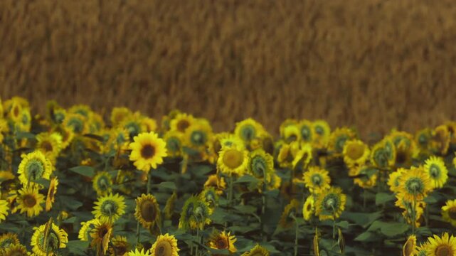A field filled with sunflowers stands tall under the sun. In the background, golden wheat sways gently. The scene shows natures colors and shapes in harmony during daylight.