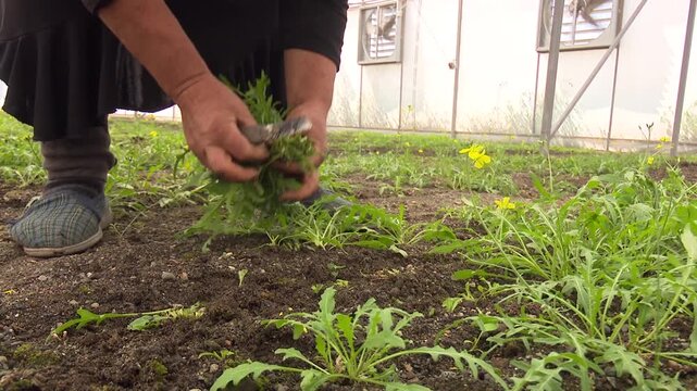 Eco Vegan Food Factory. Catnip. Catnip Farm. Orange and Green Mint. Vegetarian. Eco Food. Organic Food. Healthy Meal. Mint Herb