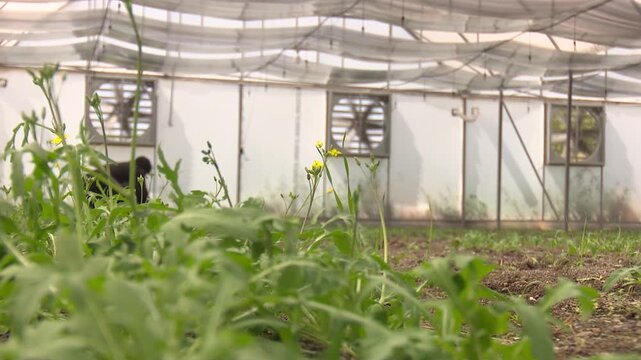 Eco Vegan Food Factory. Catnip. Catnip Farm. Orange and Green Mint. Vegetarian. Eco Food. Organic Food. Healthy Meal. Mint Herb