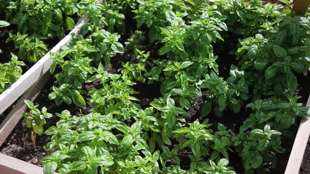 Eco Vegan Food Factory. Catnip. Catnip Farm. Orange and Green Mint. Vegetarian. Eco Food. Organic Food. Healthy Meal. Mint Herb