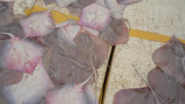Close-up footage of freshly caught stingrays displayed at a seafood market, highlighting commercial fishing, marine food and authentic local market culture.