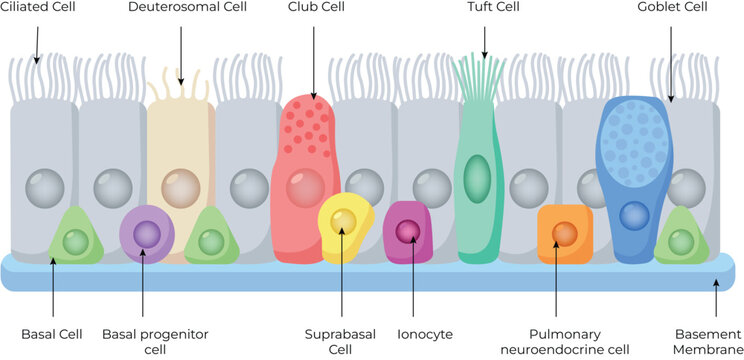 Respiratory Airway Epithelium Cell Types Diagram with Ciliated and Goblet Cell Medical Vector Illustration
