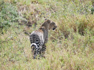 Leopard walking with profile face © Miriam