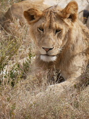 Young lion in Africa Savannah © Miriam