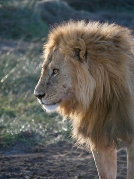 Profile adult male in Savannah with scars 