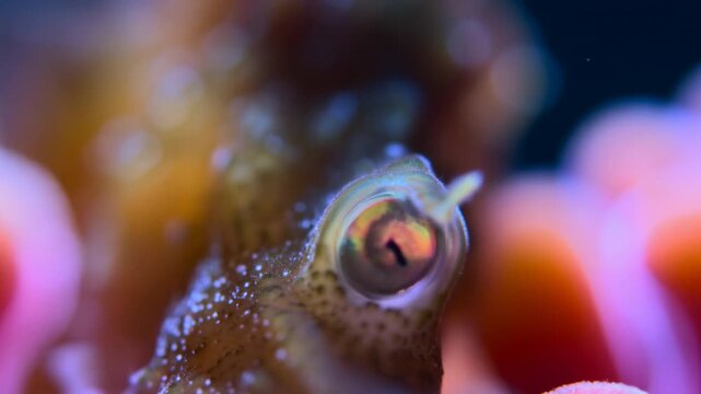 Iridescent marine creature eye in extreme close view with vertical slit pupil, glossy cornea, rainbow reflections, soft bokeh, vivid color shift and organic texture
