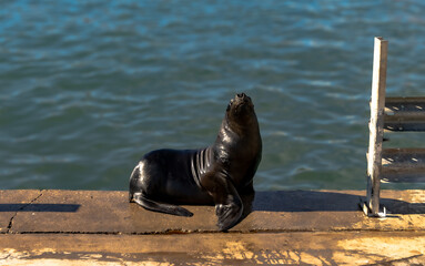 Fototapeta premium Sea Lions in the Port of Mar del Plata