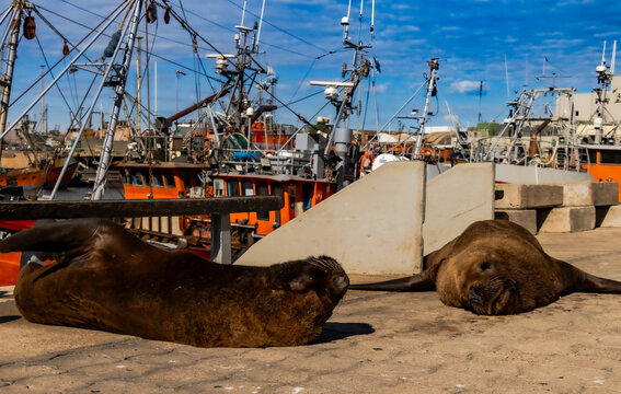 Sea Lions in the Port of Mar del Plata