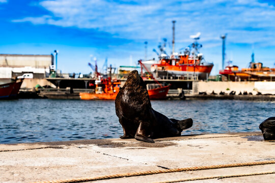 Sea Lions in the Port of Mar del Plata