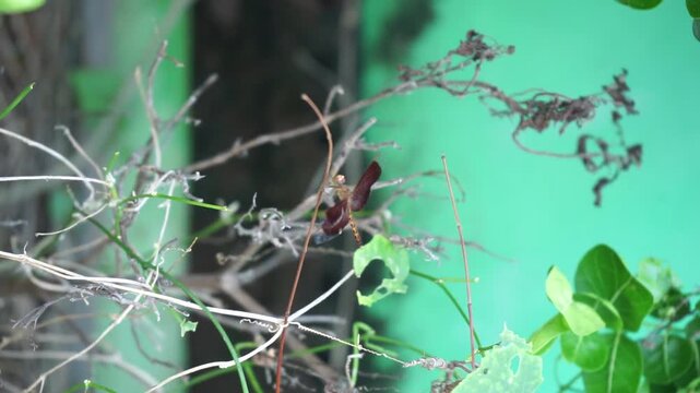 Red dragonfly perched on a thin dry branch with green foliage background in natural garden clip