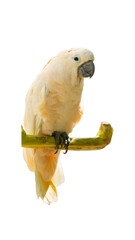 Salmon-crested cockatoo perched on branch isolated on transparent background PNG © gunungkawi
