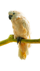 Salmon-crested cockatoo perched on branch isolated on transparent background PNG © gunungkawi