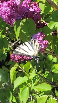 A beautiful striped swallowtail butterfly is drinking nectar from lilac flowers.
