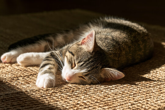 A peaceful tabby kitten sleeping soundly on a textured rug in warm natural sunlight, capturing a sense of comfort, relaxation, and domestic tranquility for pet care and lifestyle home concepts.