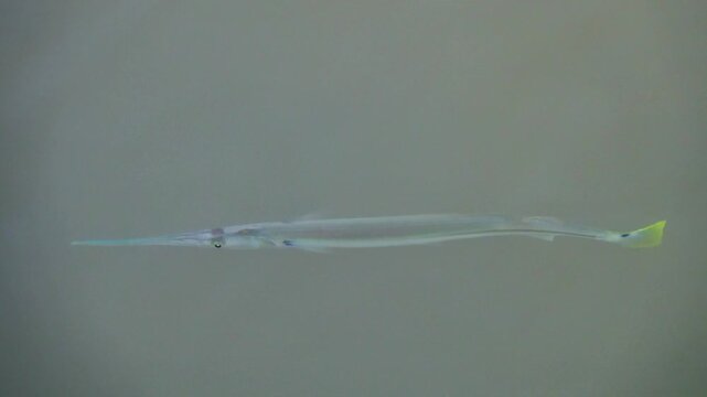 Sargan fish, garfish on the shallows at high tide. Thailand. The Andaman Sea