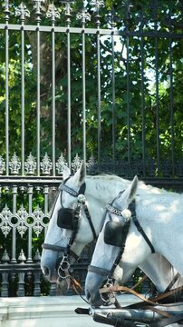 Two white carriage horses in harness standing near ornate wrought iron fence