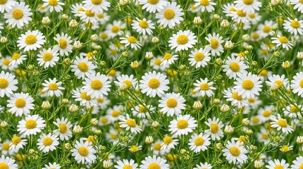 Fototapeta premium Chamomile Tea Flower Seamless Pattern Background with Blooming Herbal Flowers and Botanical Texture