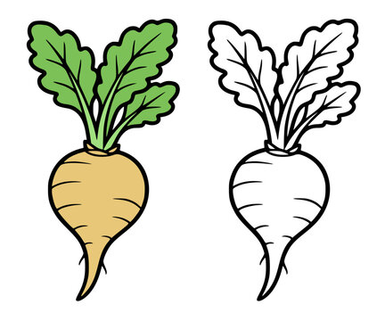 Sugar beet illustration icon in line art and colored style, for coloring page or UI/UX app design