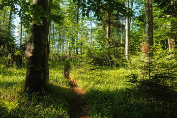 A path in a mountain forest among the green grass. Poland, Bieszczady Mountains.   © Tomasz