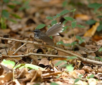 Fantail