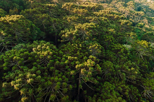 Tree crowns of araucaria trees in Urubici, Brazil. Aerial view