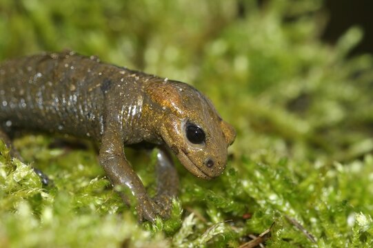 Tiny Tendi Valley fire salamander, Salamandra alfredschmidtii Amphibian on Verdant Moss
