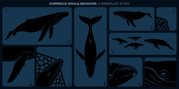 Comprehensive minimalist study of humpback whale behavior and anatomy featuring black silhouettes on dark blue panels including swimming patterns fin details and eye close-up views.