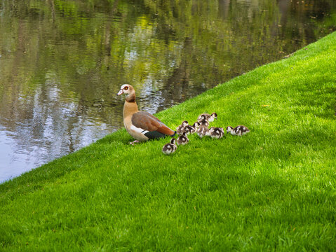 An Egyptian goose leads fluffy goslings along a bright green canal bank in the Netherlands, a warm spring wildlife scene