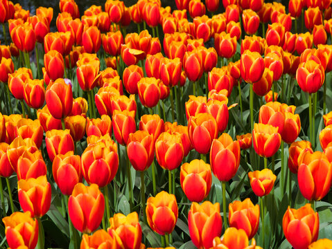Vivid red and yellow tulips bloom across Dutch bulbfields in the Netherlands under bright spring sunlight