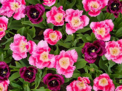 Overhead view of vivid pink and deep purple fringed tulips blooming in Dutch bulbfields in the Netherlands