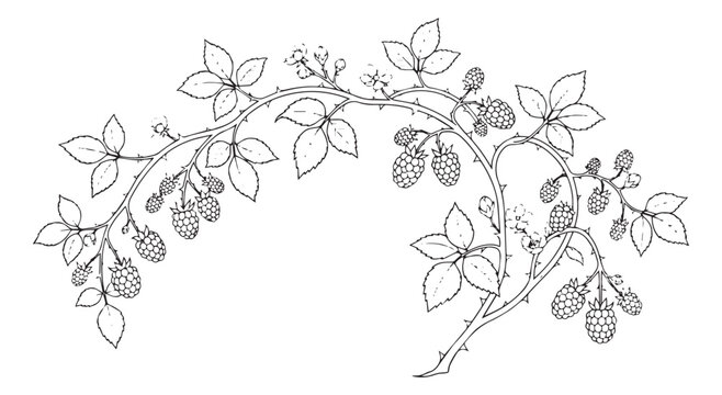 Vintage blackberry branch line art, botanical raspberry sketch with leaves and berries, hand drawn floral vector illustration for wedding stationery