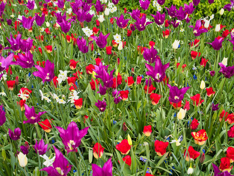Vibrant purple red yellow and white tulips bloom among daffodils in the Netherlands spring bulbfields