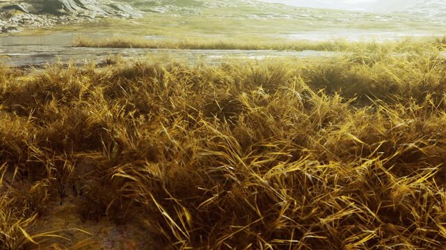 A field with tall grass stretches across the land under bright sunlight. The area features rocky terrain in the background and a sense of open space. The scene captures a natural moment.
