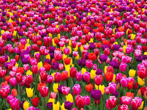 A vibrant mass of pink red yellow orange and purple tulips blooms across Dutch bulbfields in the Netherlands