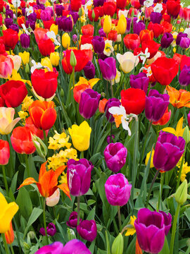Bright red yellow purple and white tulips create a vibrant spring flower display in Dutch bulbfields in the Netherlands