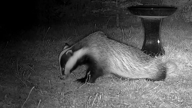 Wild European Badger Exploring a Peaceful Cottage Garden at Night