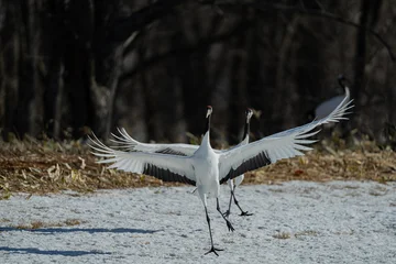 Fototapete Kraniche red crowned cranes dancing in winter in hokkaido  © Que sera sera