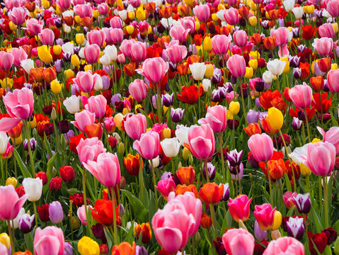 Vibrant pink red yellow and white tulips bloom across Dutch bulbfields in the Netherlands on a bright spring day