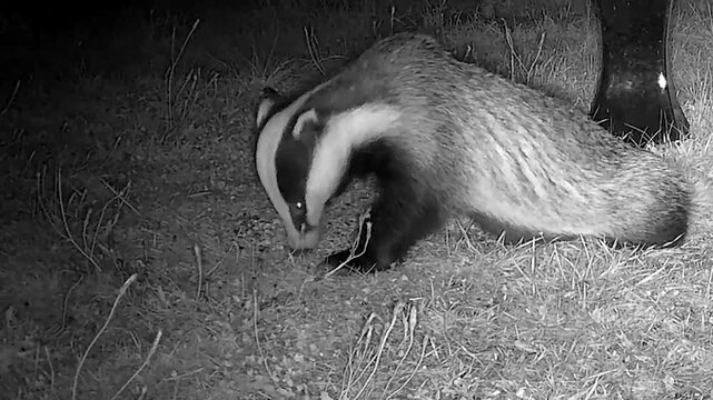 Wild European Badger Exploring a Peaceful Cottage Garden at Night